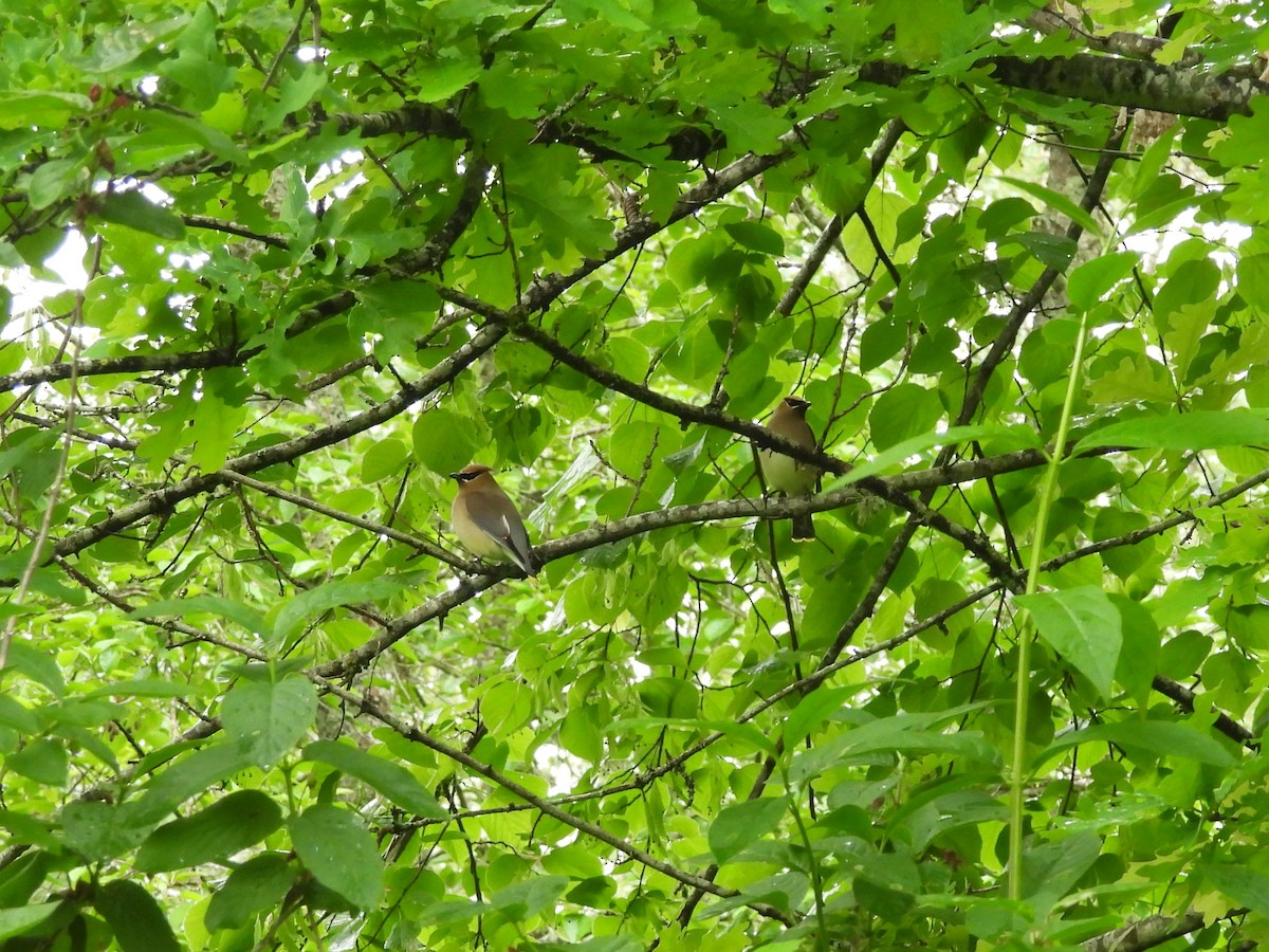 Cedar Waxwing - Mark Stevens