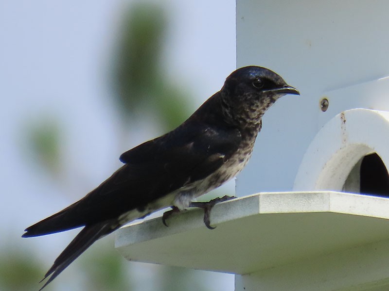 Purple Martin - Karen Lebing