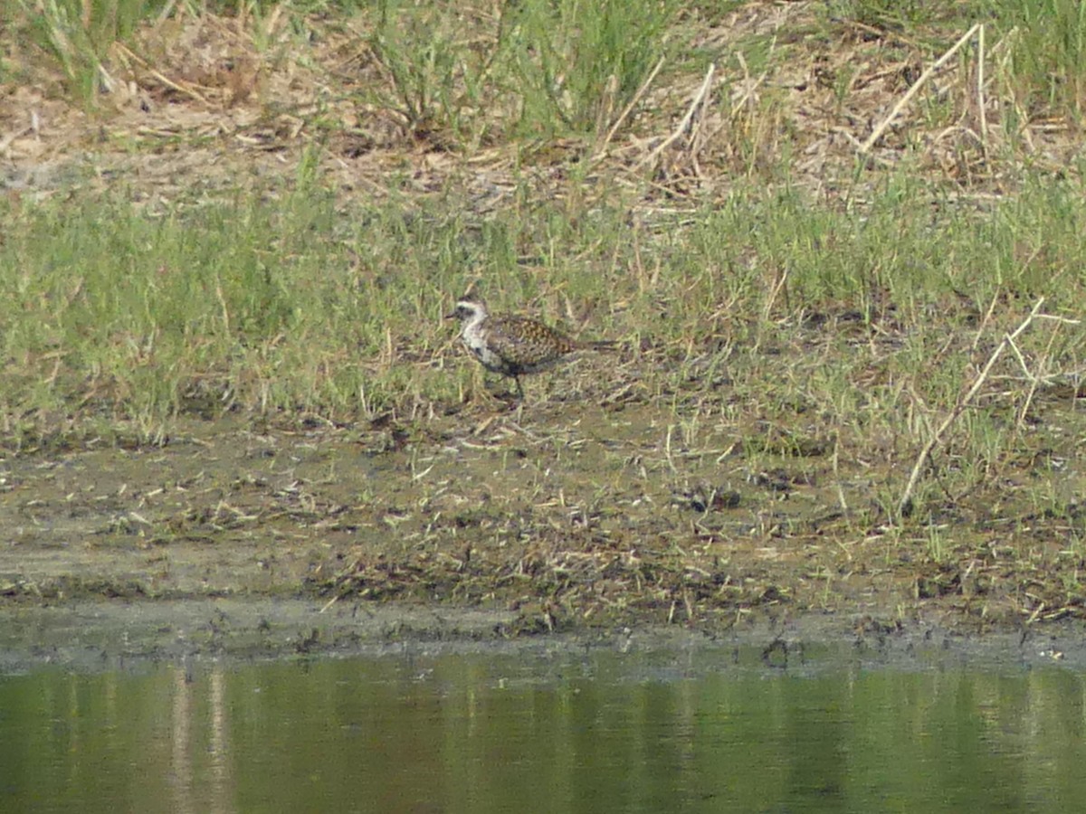 American Golden-Plover - ML619575436