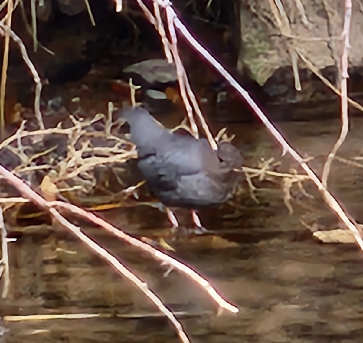 American Dipper - Nancy Cox