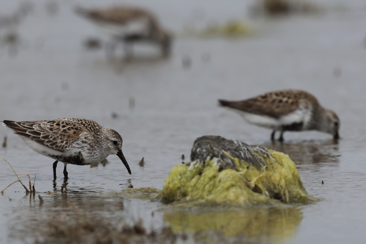 Dunlin - Cian Cardiff