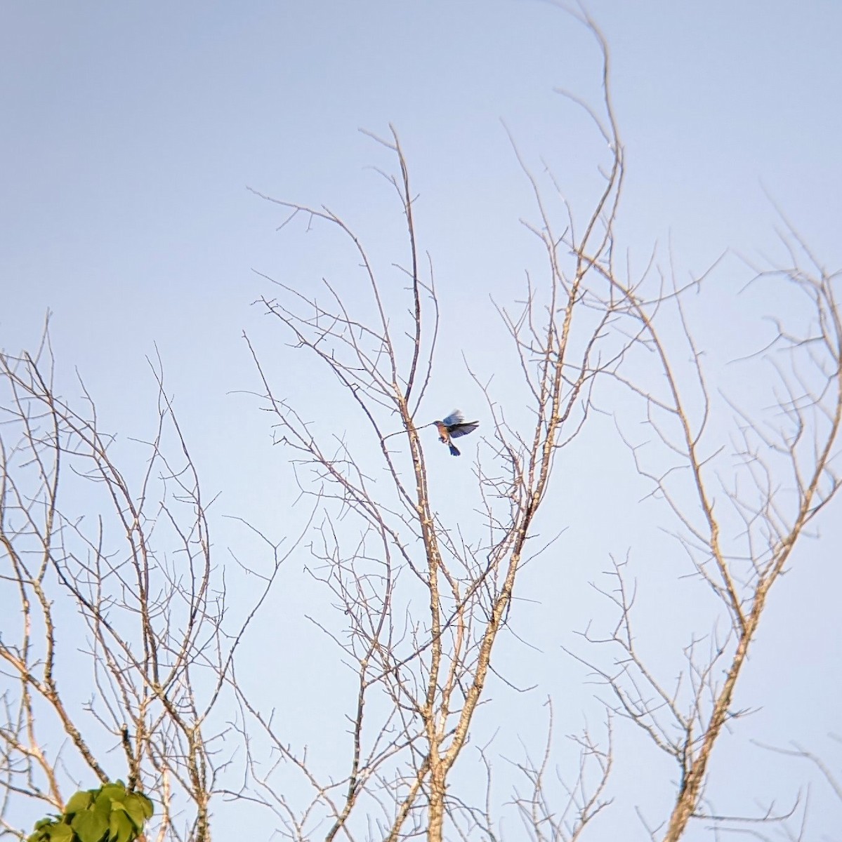 Eastern Bluebird - Molly C