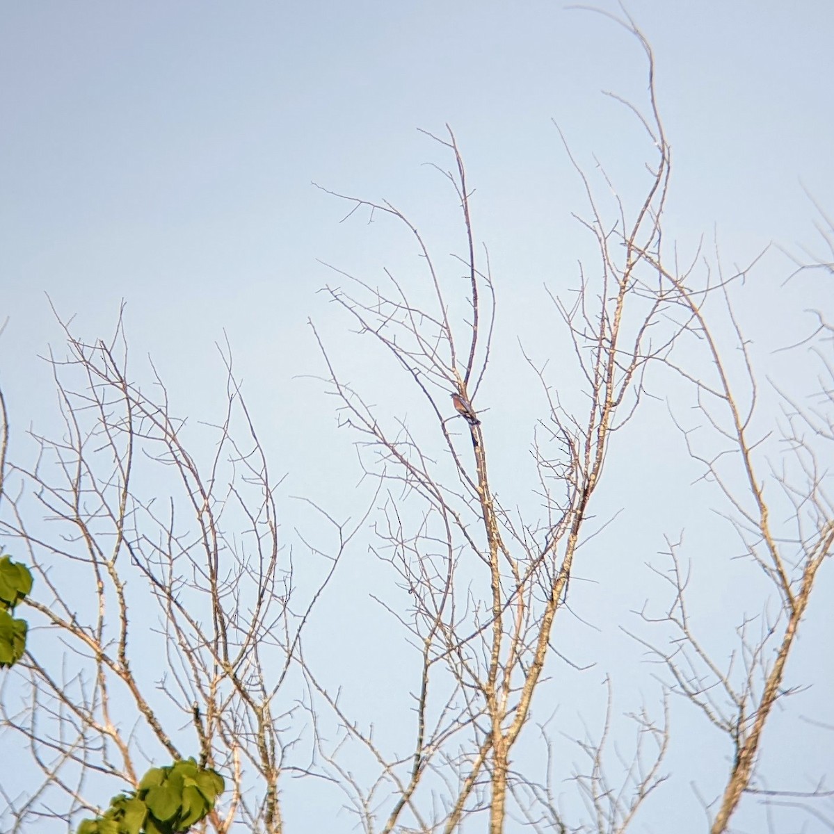 Eastern Bluebird - Molly C