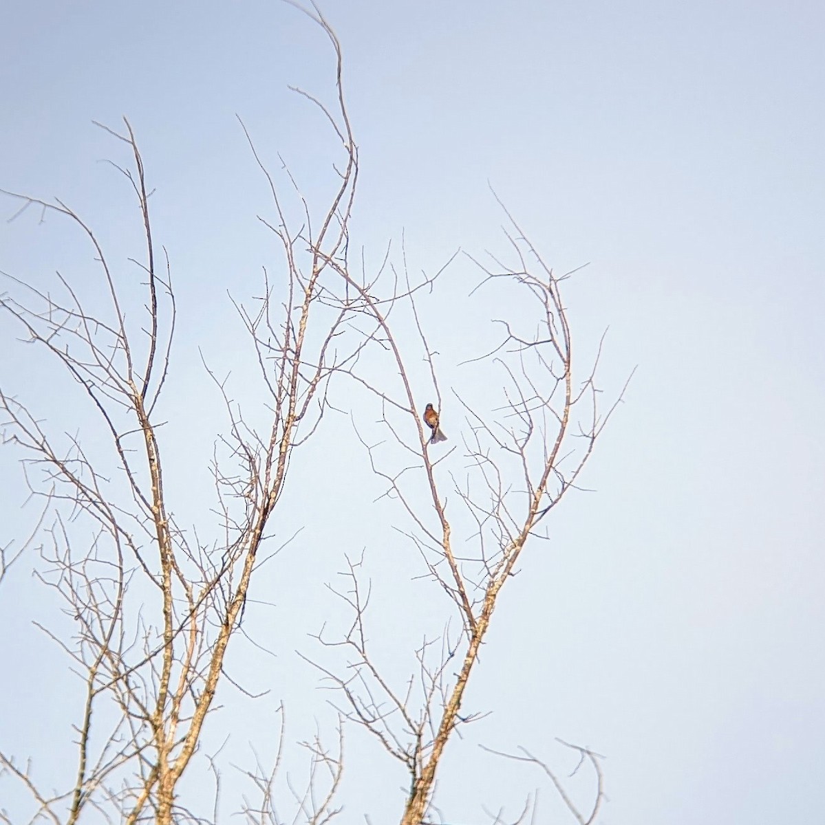 Eastern Bluebird - Molly C