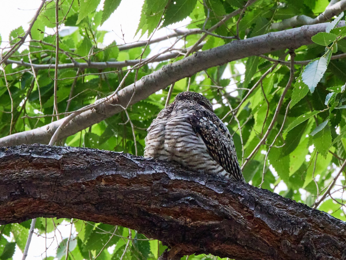 Common Nighthawk - Scott Ramos