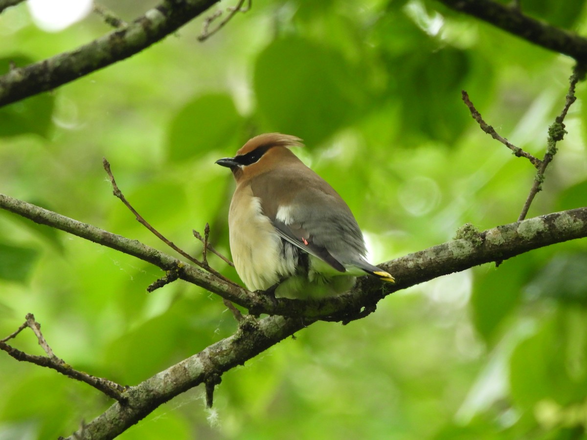 Cedar Waxwing - Mark Stevens