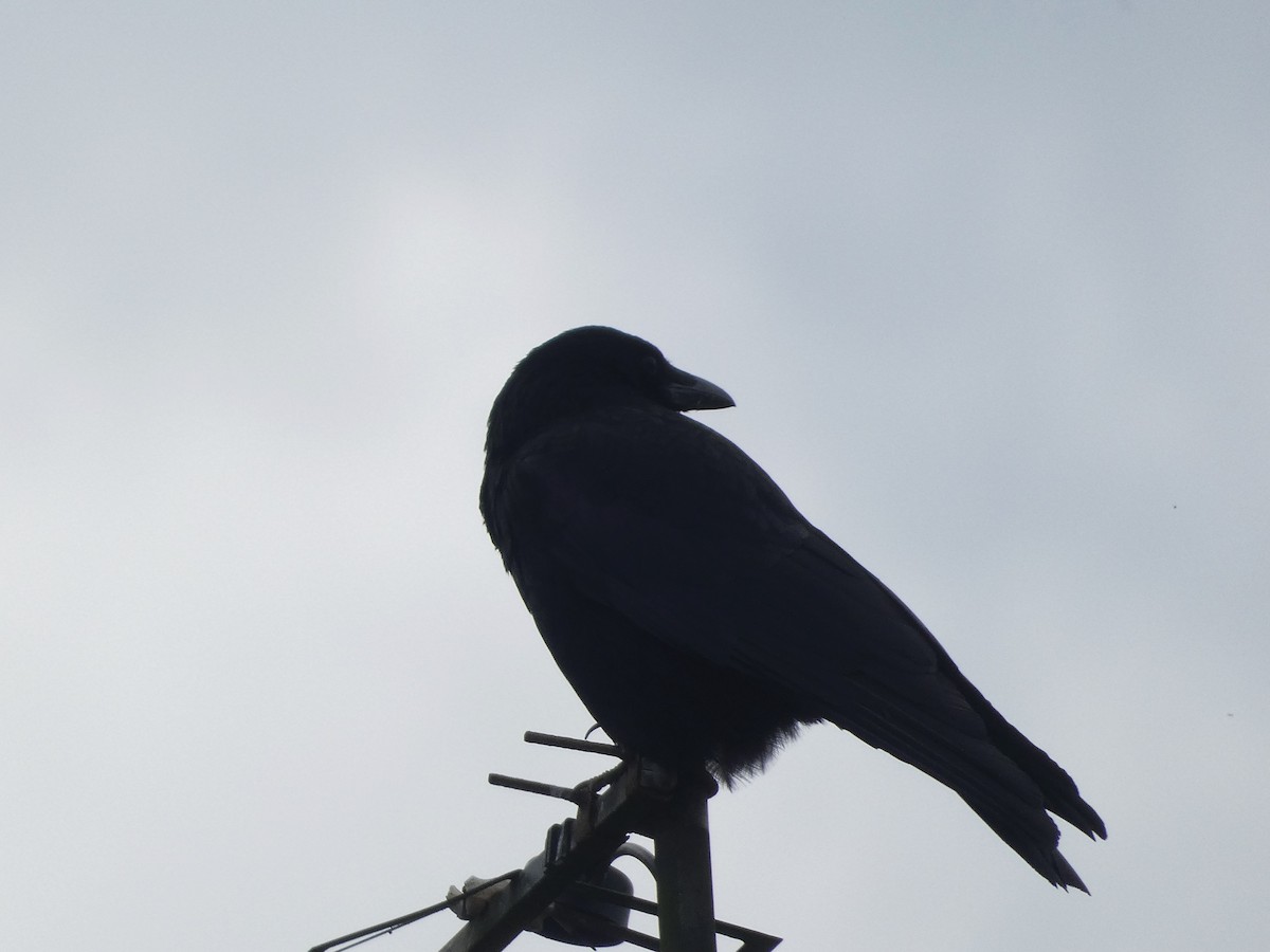 Carrion Crow - Mike Tuer