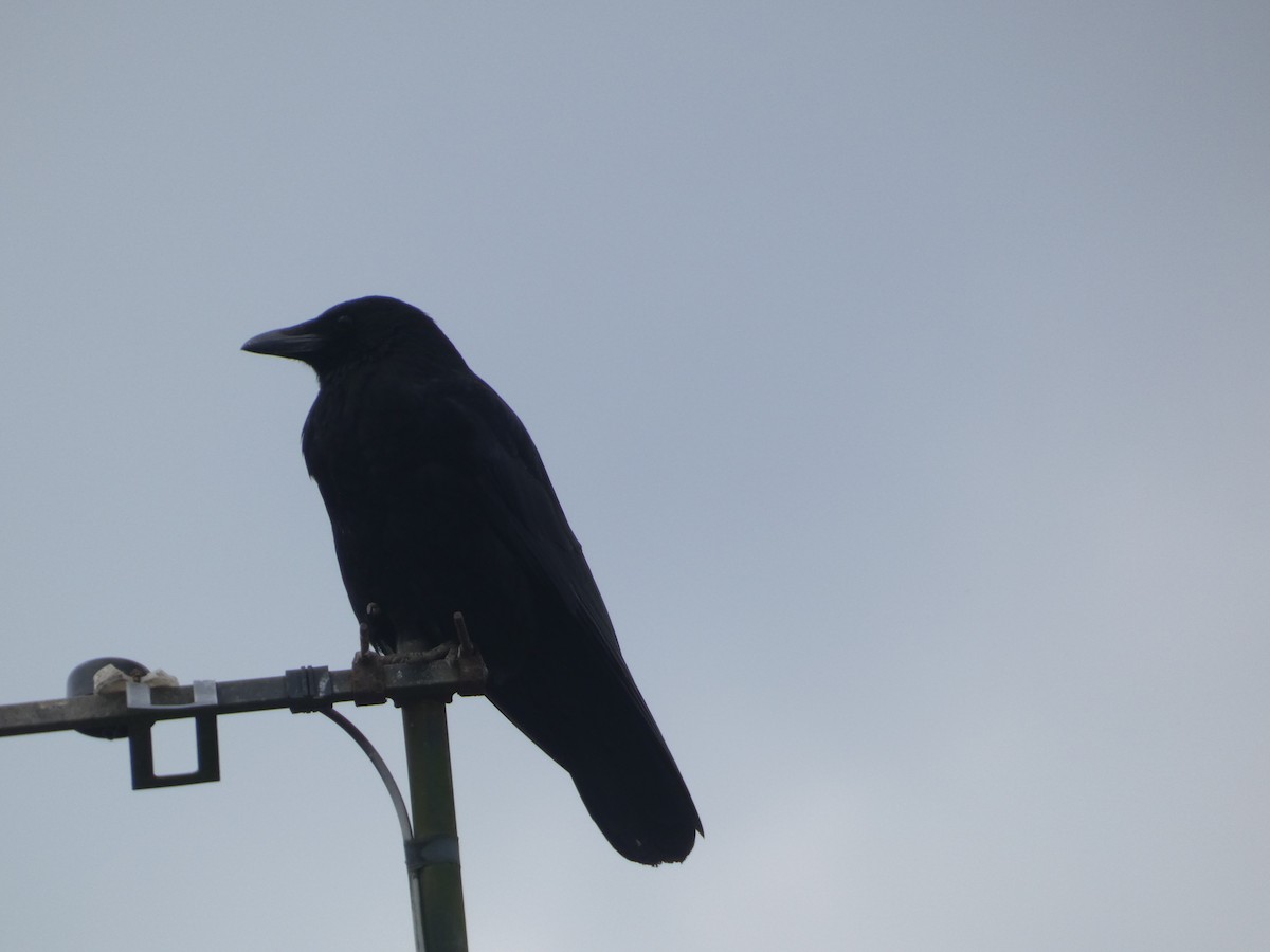 Carrion Crow - Mike Tuer