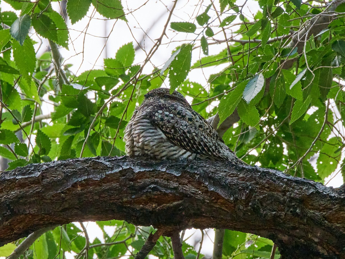 Common Nighthawk - Scott Ramos