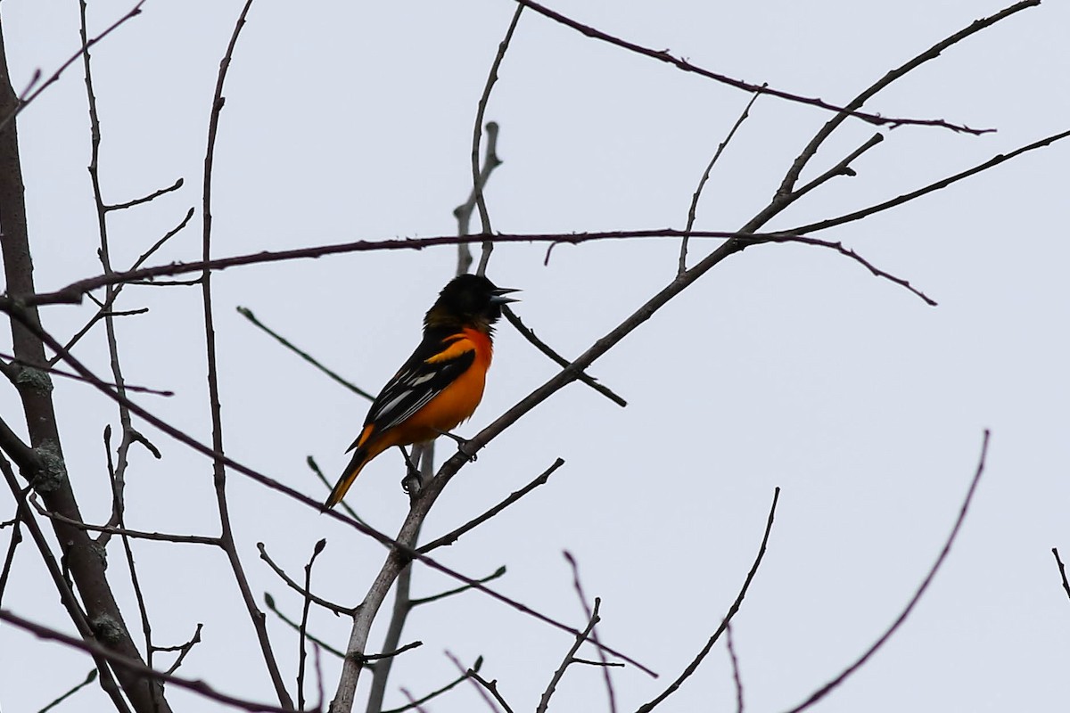 Baltimore Oriole - François Rivet