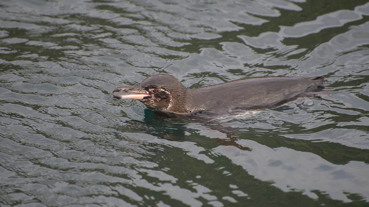 Pingüino de Galápagos - ML619575457