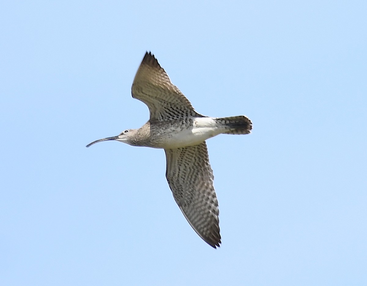 Whimbrel - ML619575460