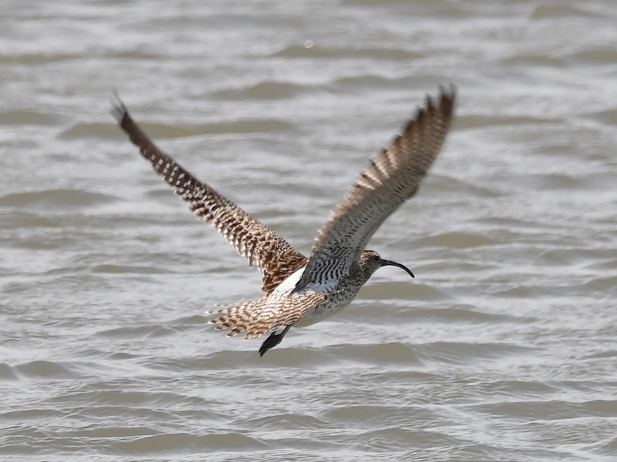 Whimbrel - ML619575464