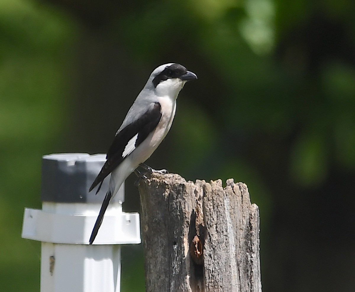 Lesser Gray Shrike - Василий Калиниченко