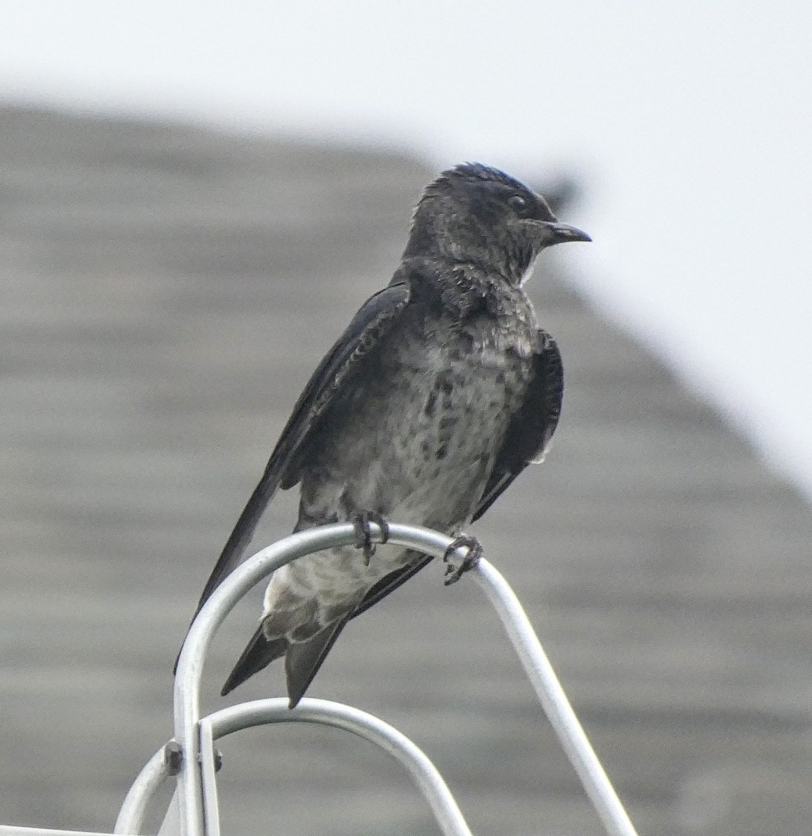 Purple Martin - Rajiv Jauhari