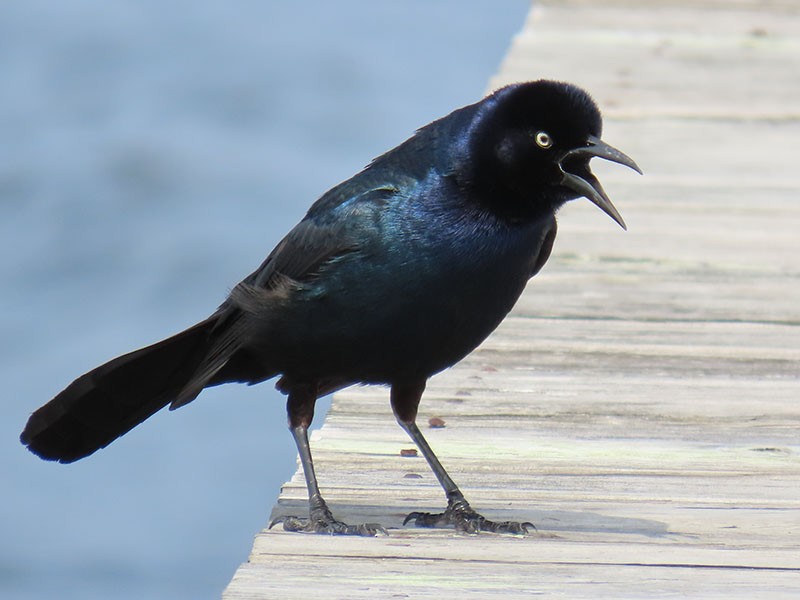 Boat-tailed Grackle - Karen Lebing