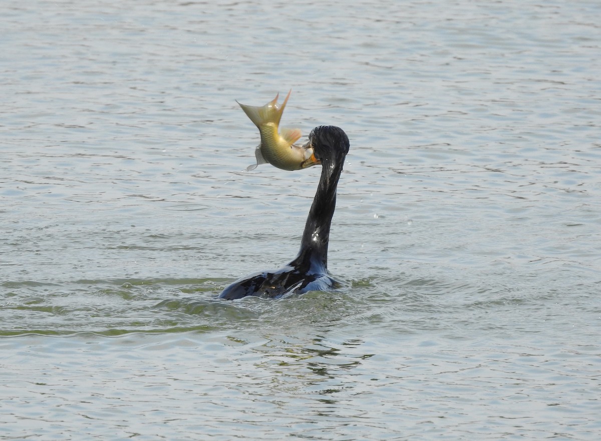 Double-crested Cormorant - Carolyn Hinkle