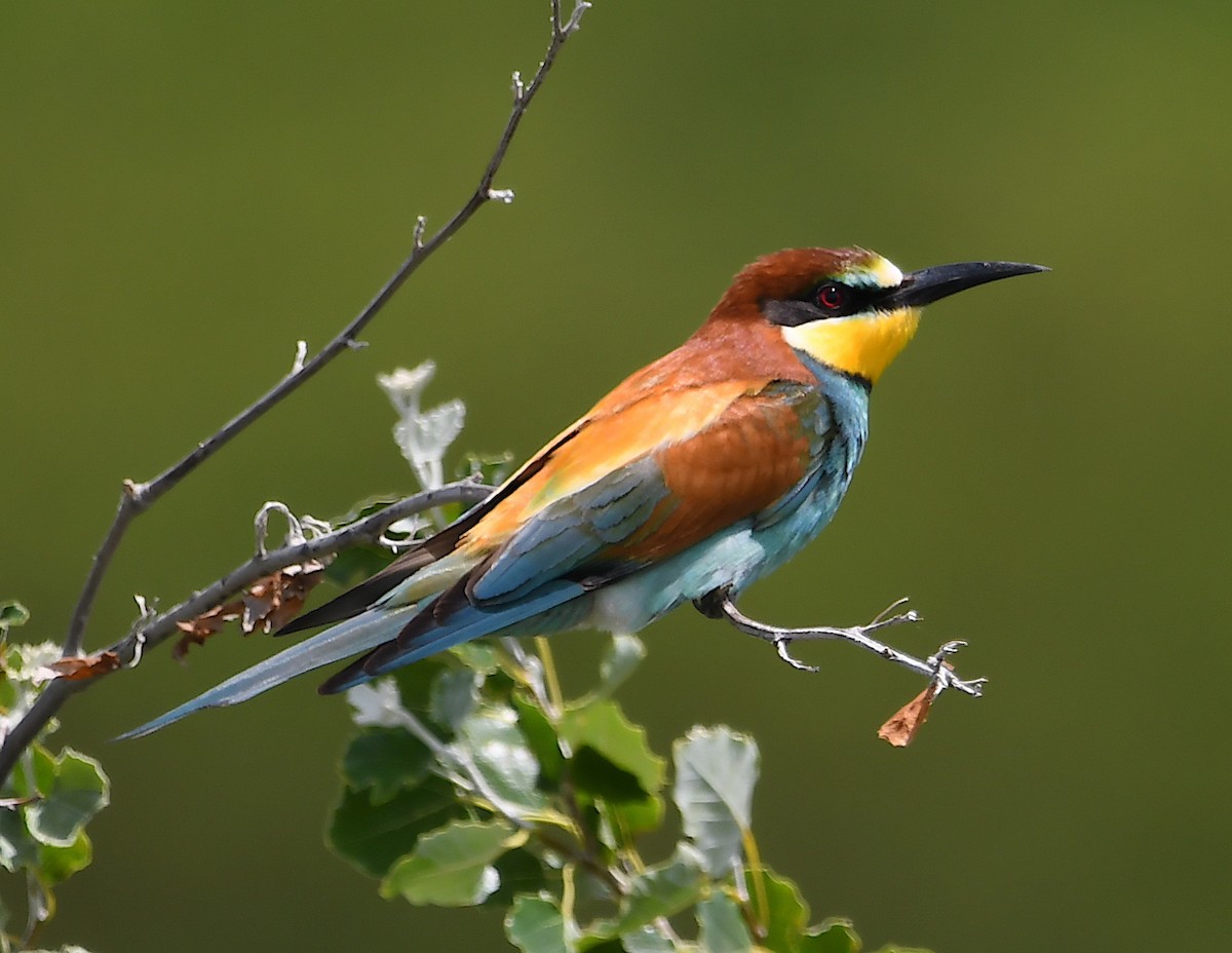 European Bee-eater - ML619575487