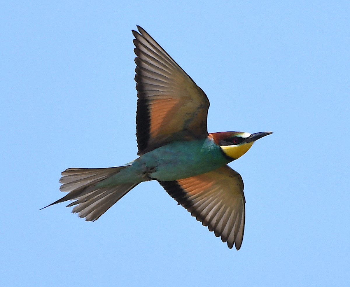 European Bee-eater - ML619575488