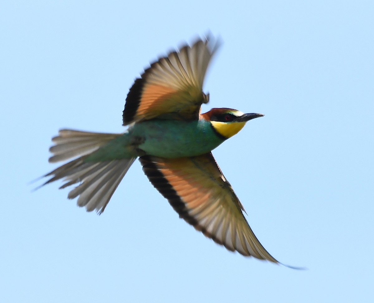 European Bee-eater - ML619575489