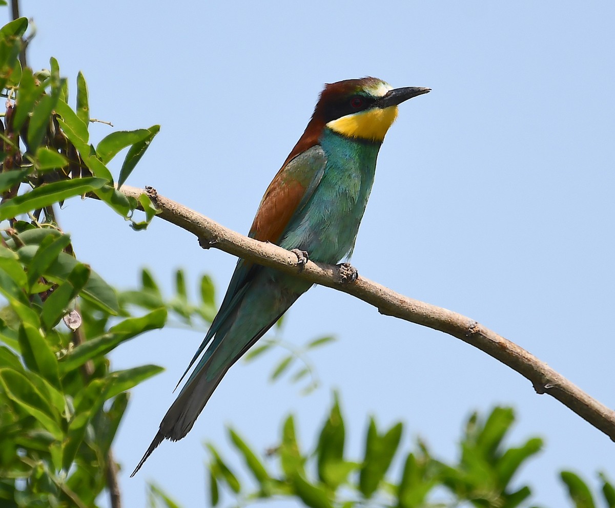 European Bee-eater - ML619575491