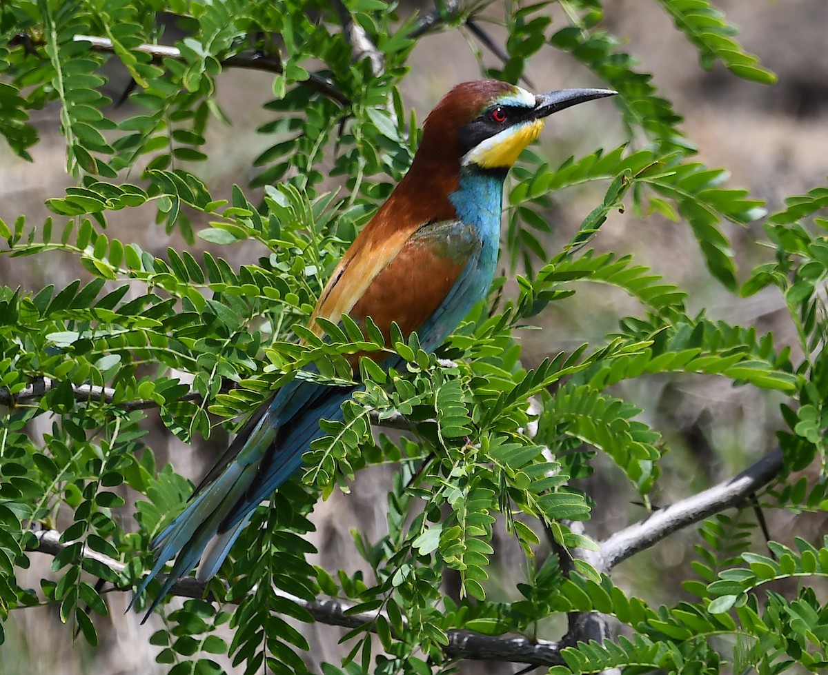 European Bee-eater - ML619575492