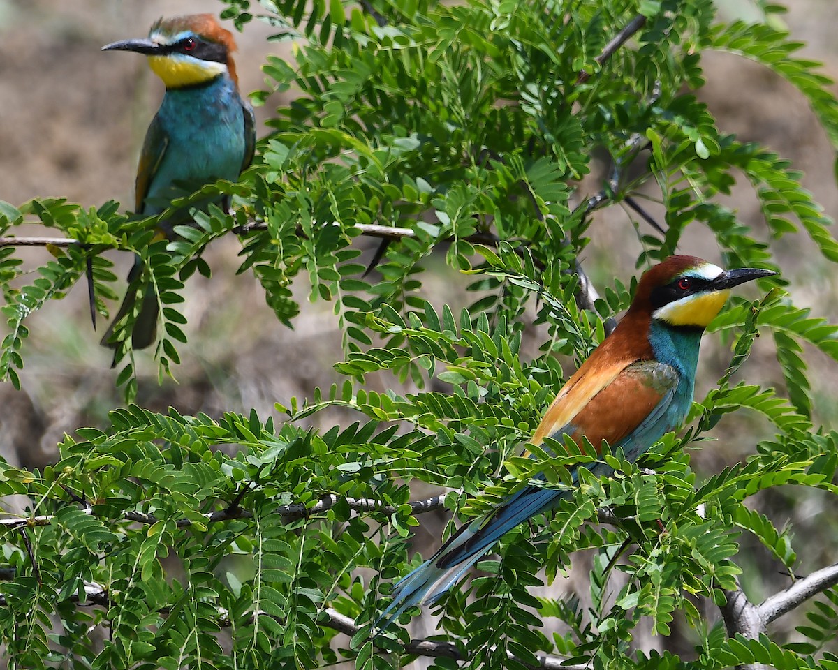 European Bee-eater - ML619575493