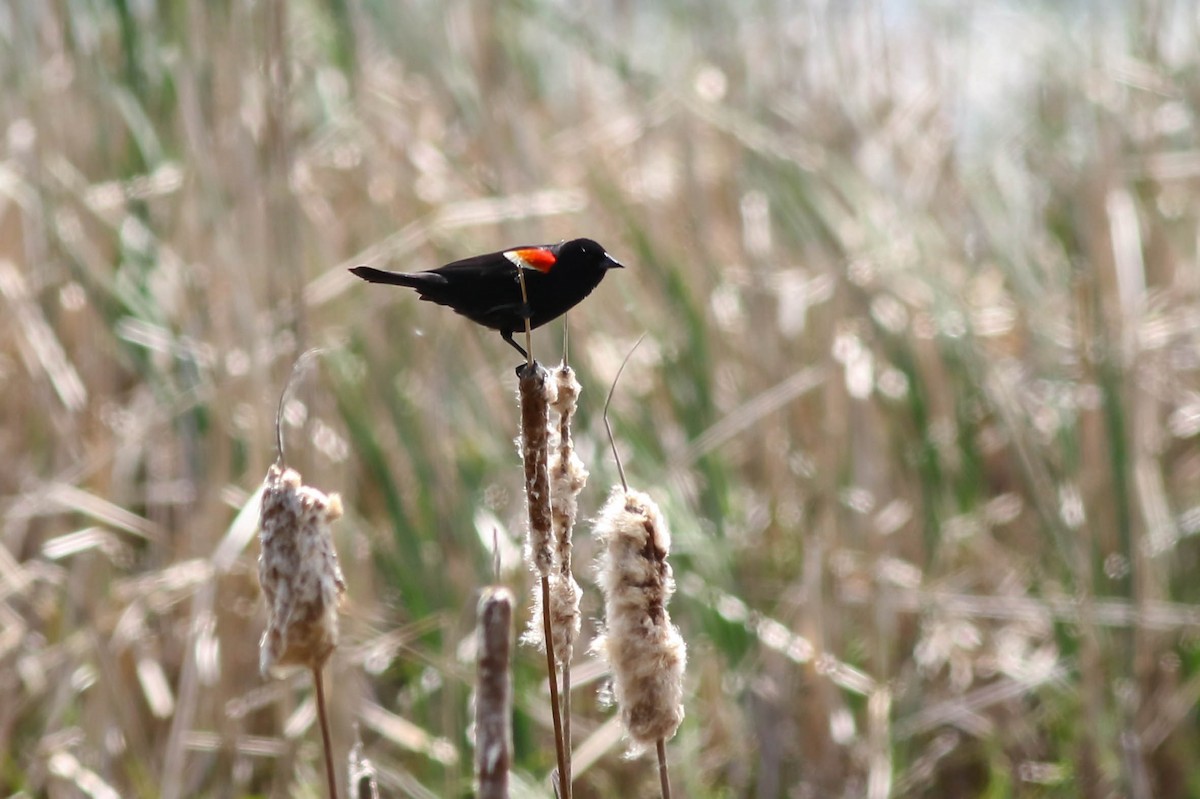 Red-winged Blackbird - François Rivet