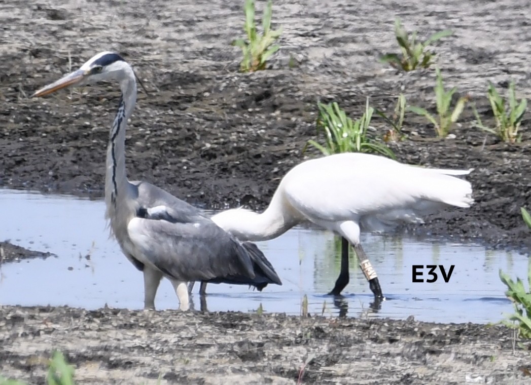 Eurasian Spoonbill - Василий Калиниченко