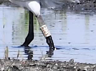 Eurasian Spoonbill - Василий Калиниченко