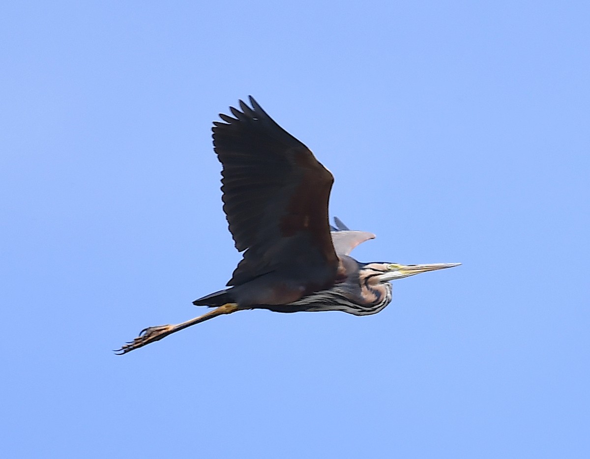 Purple Heron - Василий Калиниченко