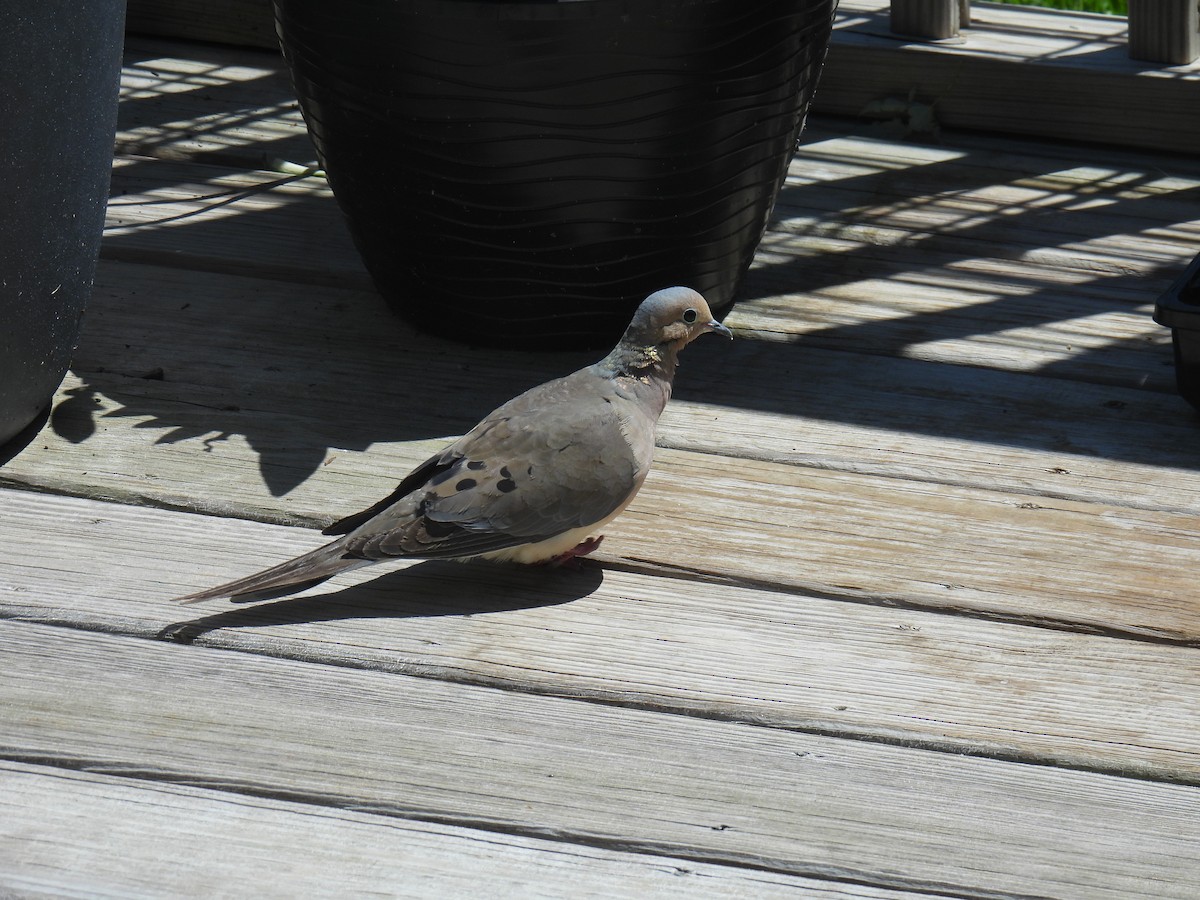 Mourning Dove - ML619575502