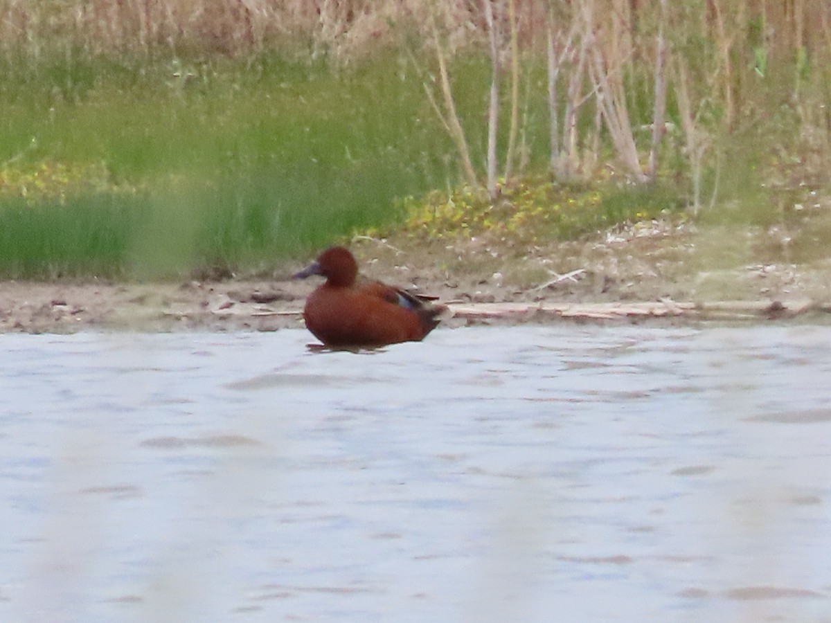 Cinnamon Teal - Kim Weber