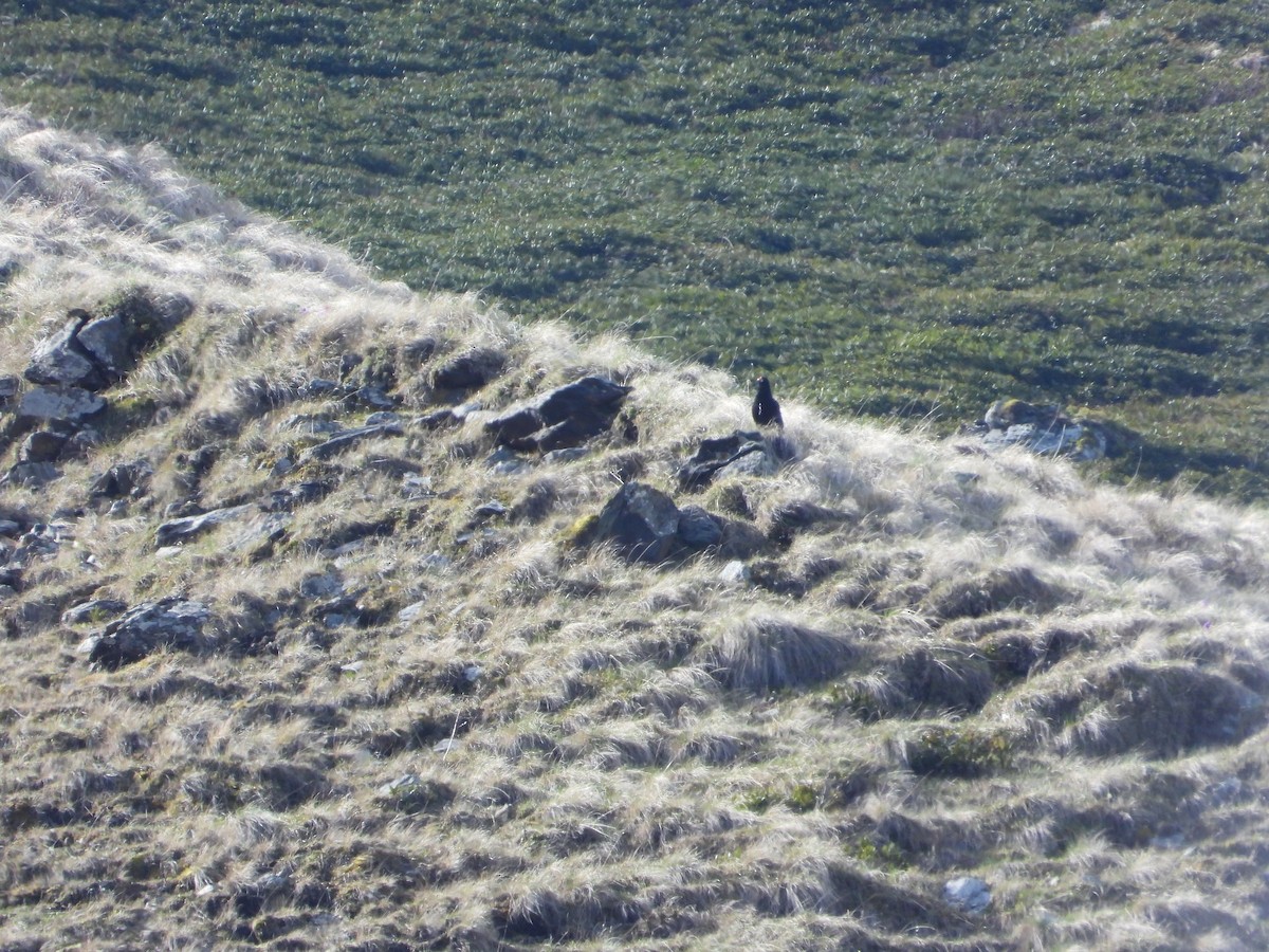 Caucasian Grouse - ML619575508