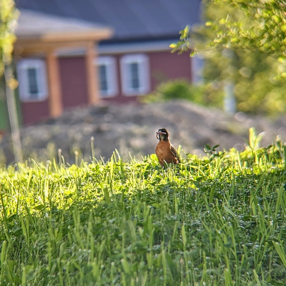 American Robin - Molly C