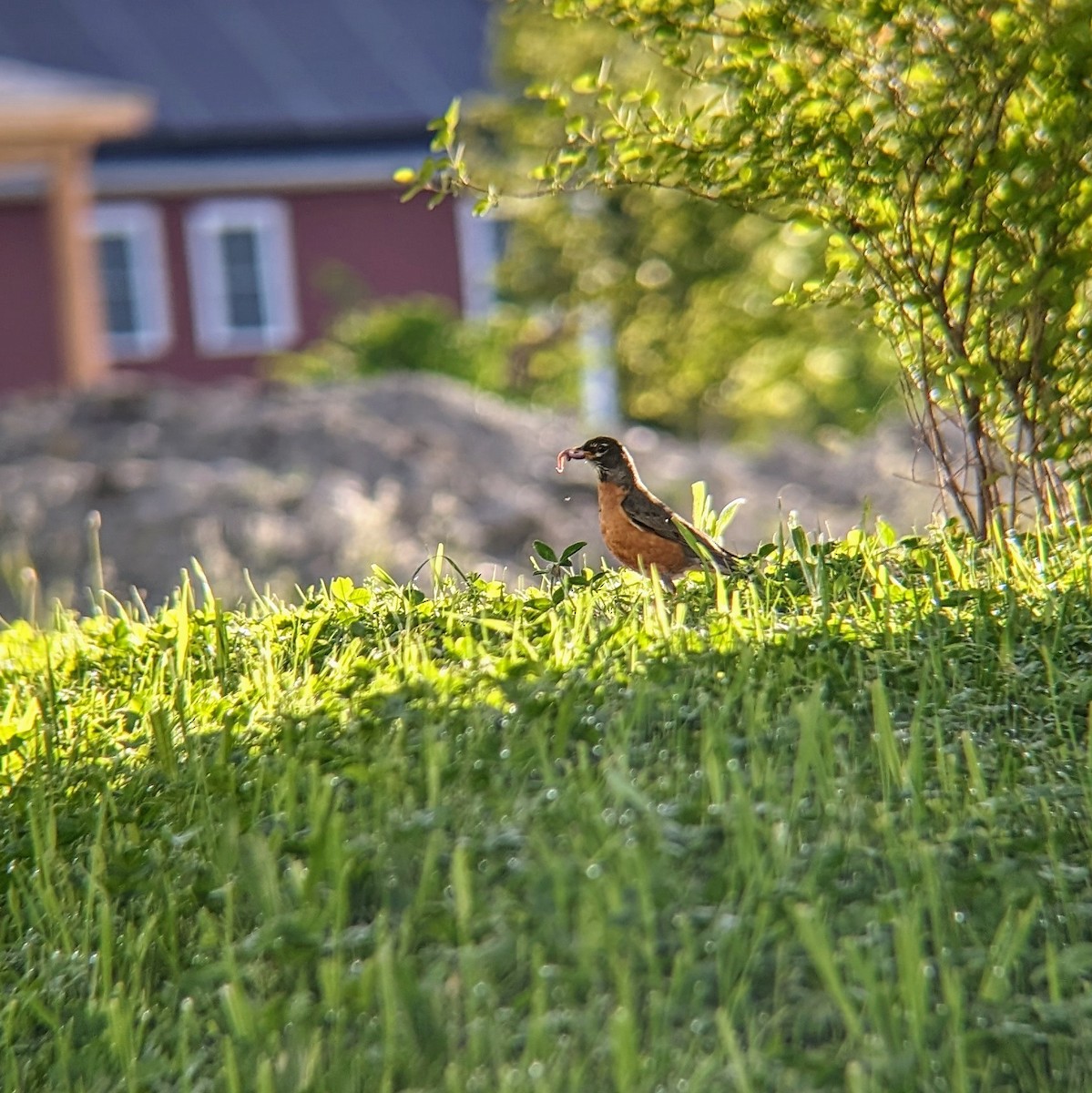 American Robin - Molly C