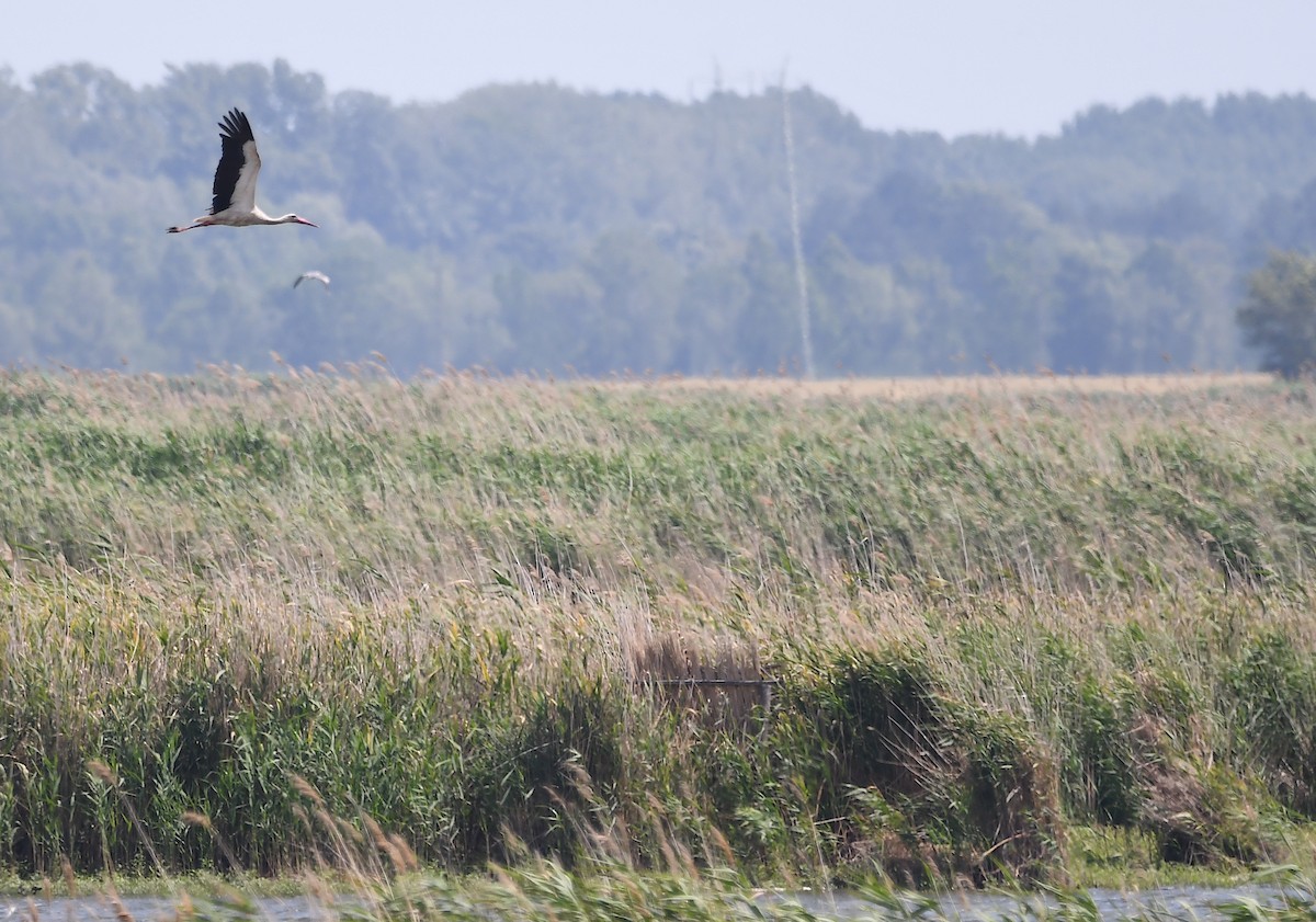 White Stork - ML619575518