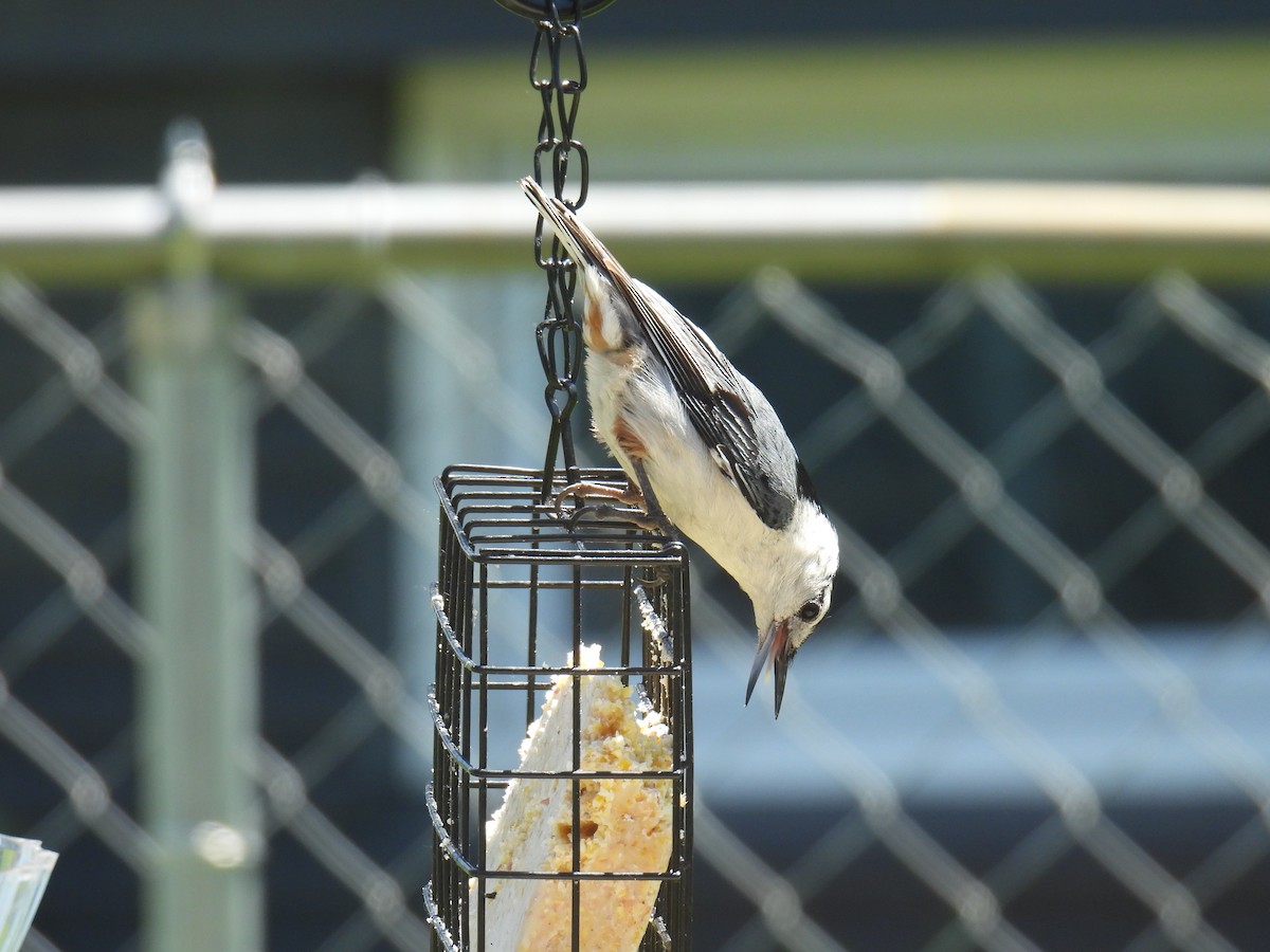 White-breasted Nuthatch - ML619575521