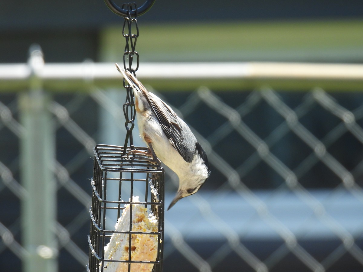 White-breasted Nuthatch - ML619575522