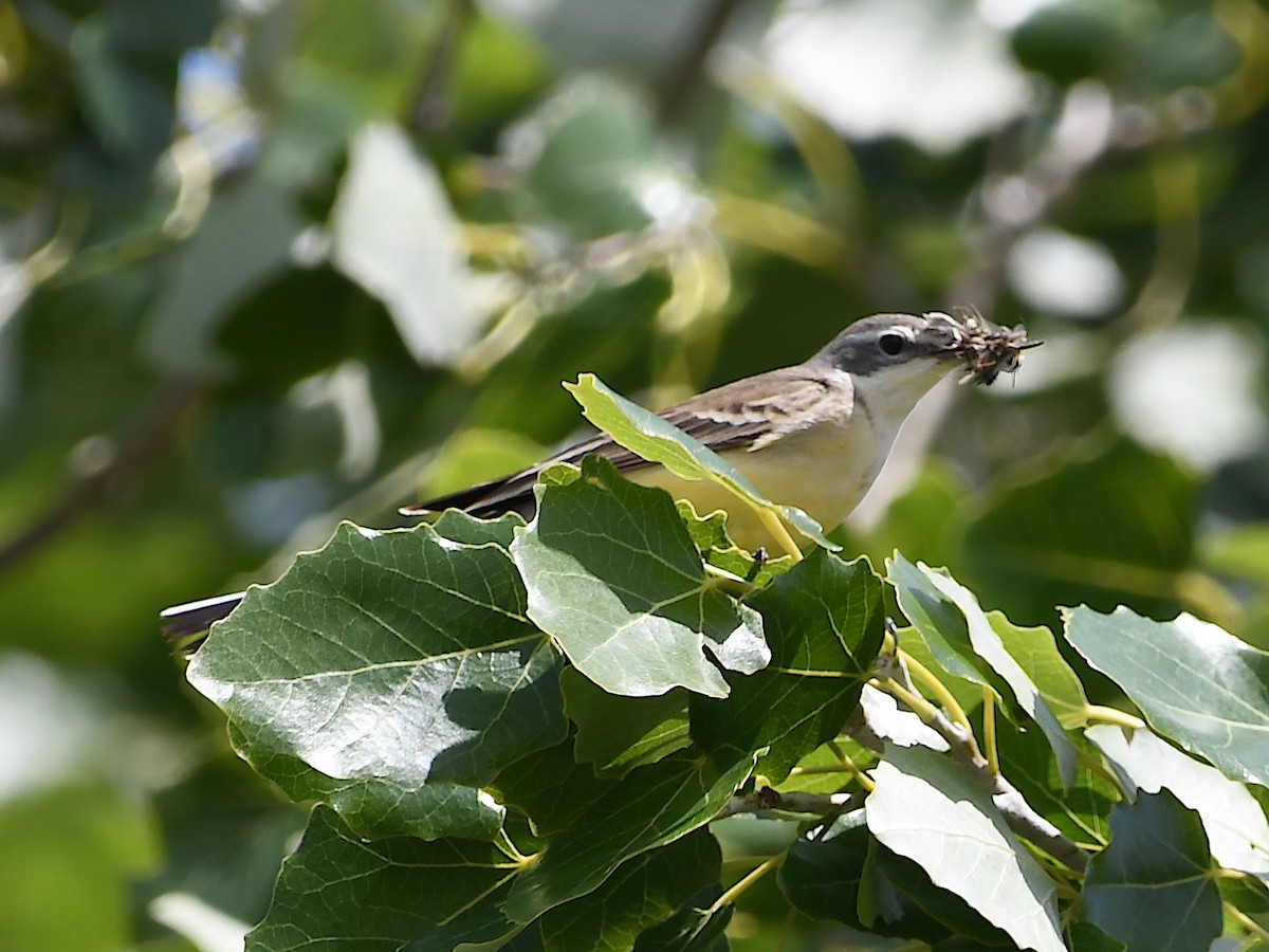 Western Yellow Wagtail - ML619575527