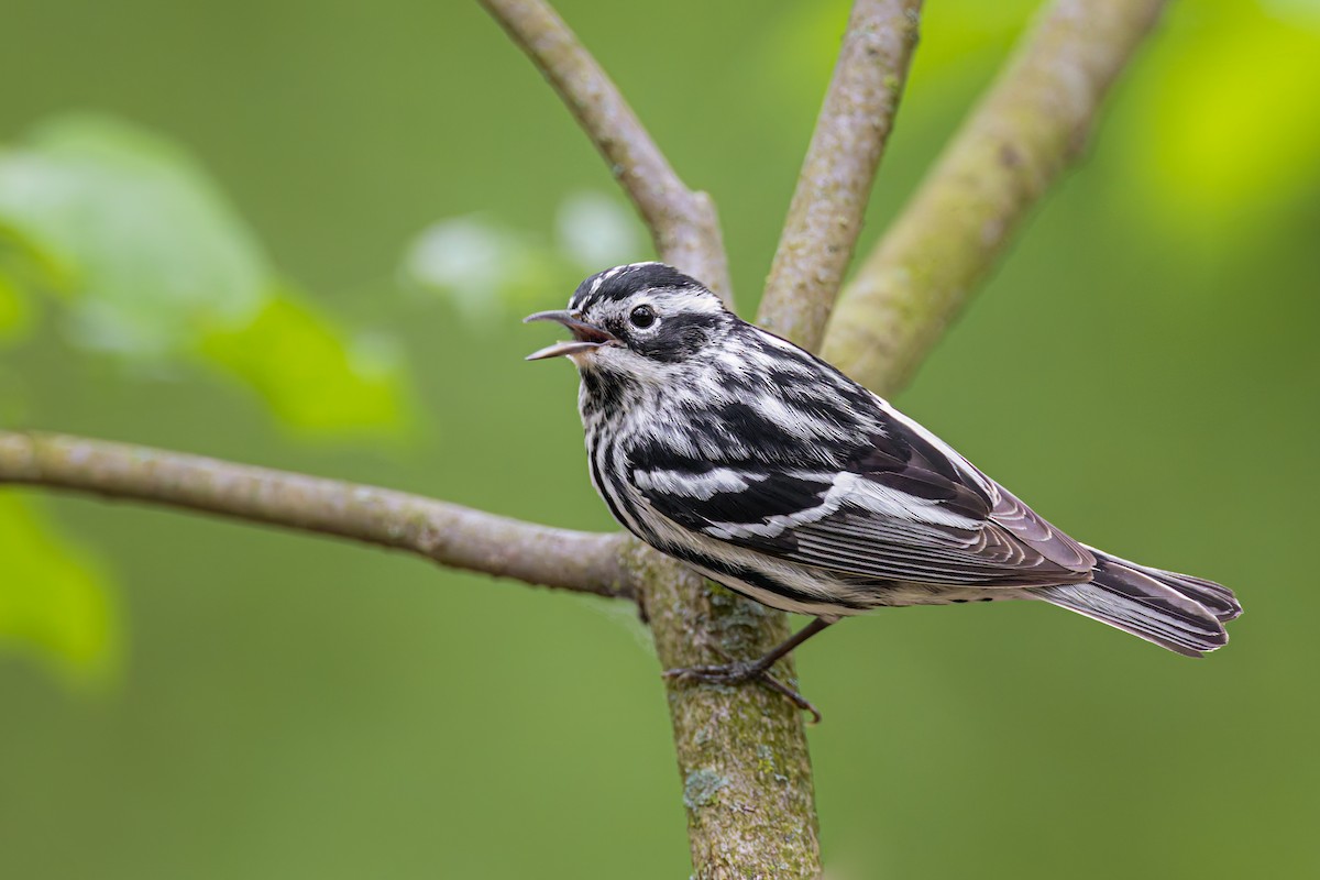 Black-and-white Warbler - Ryan Sanderson