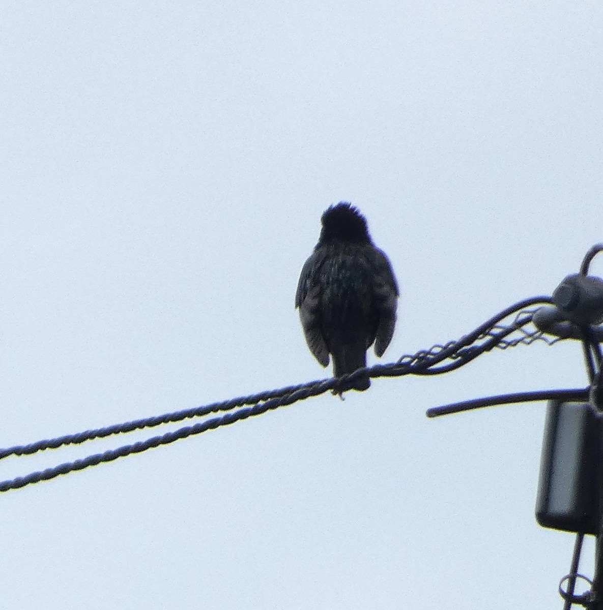 European Starling - Mike Tuer