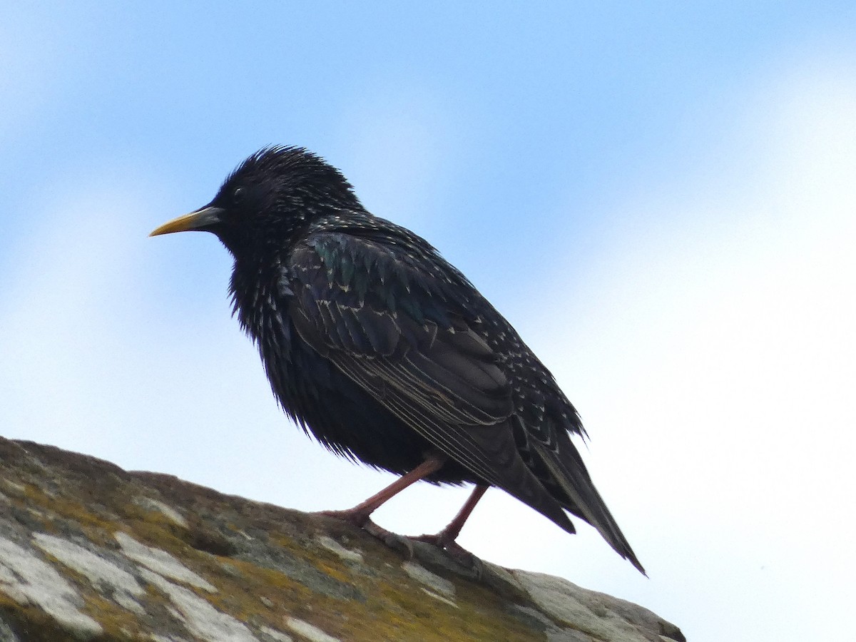 European Starling - Mike Tuer