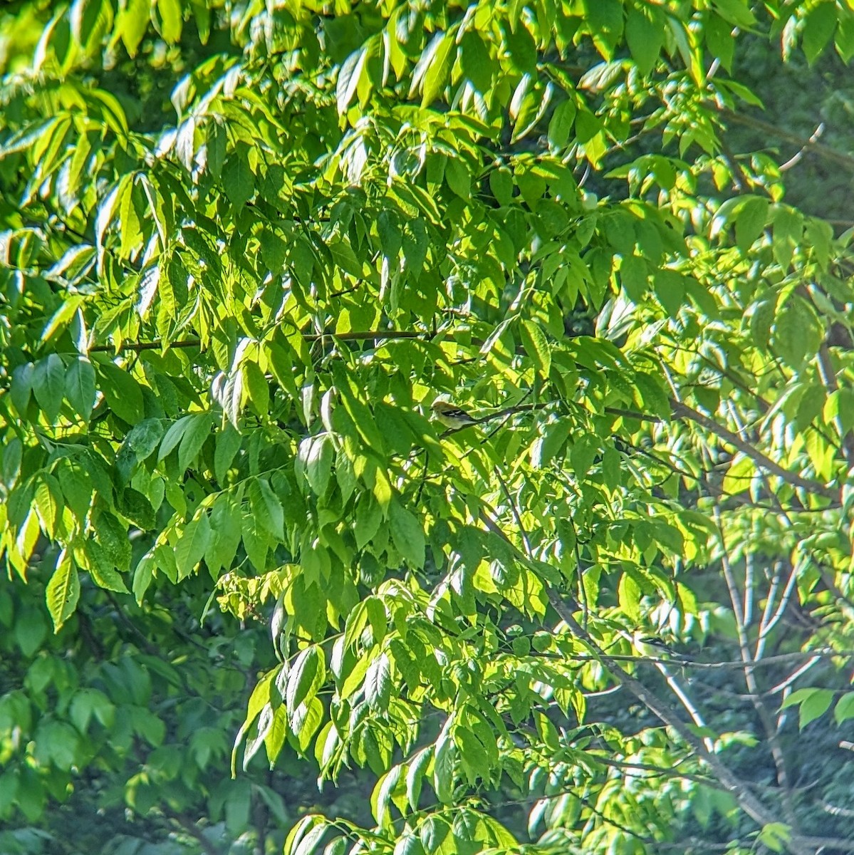 American Goldfinch - Molly C