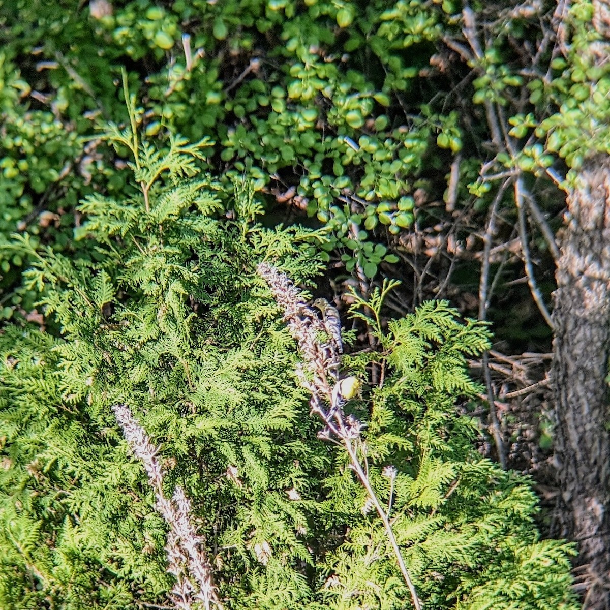 American Goldfinch - Molly C