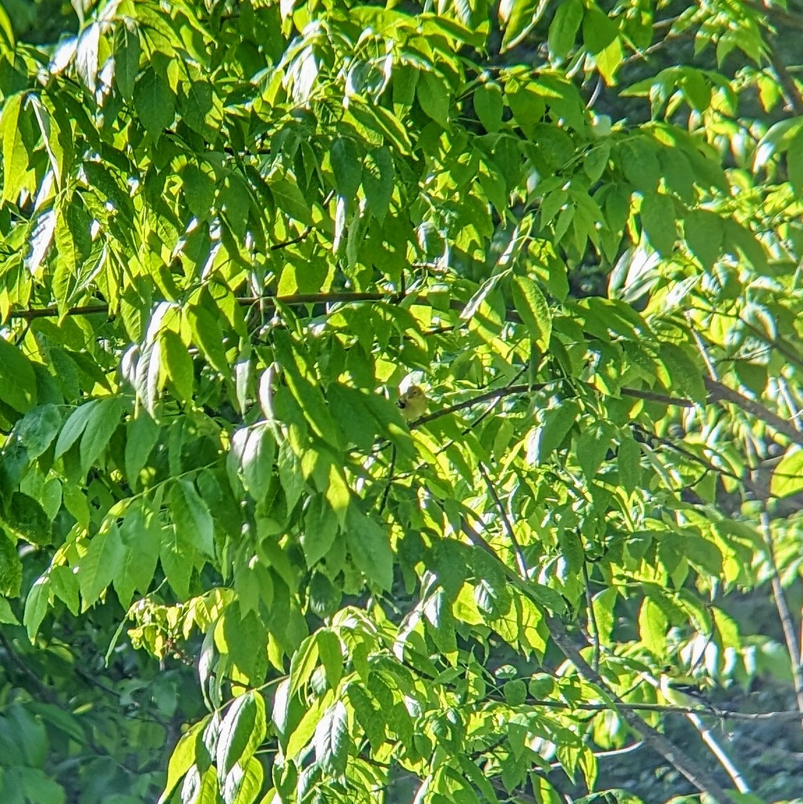 American Goldfinch - Molly C