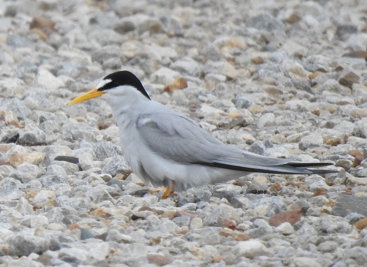 Least Tern - Dan Ehrhart