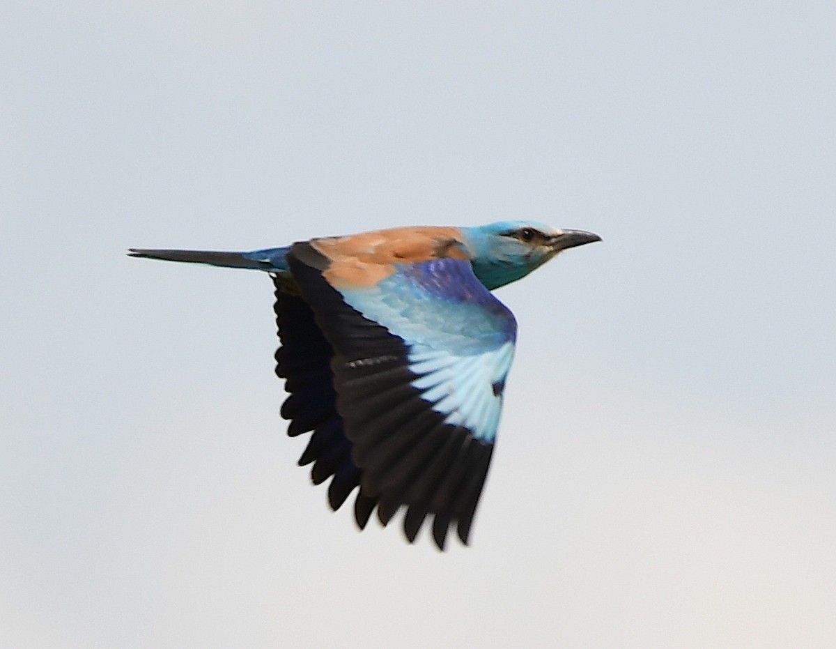 European Roller - Василий Калиниченко