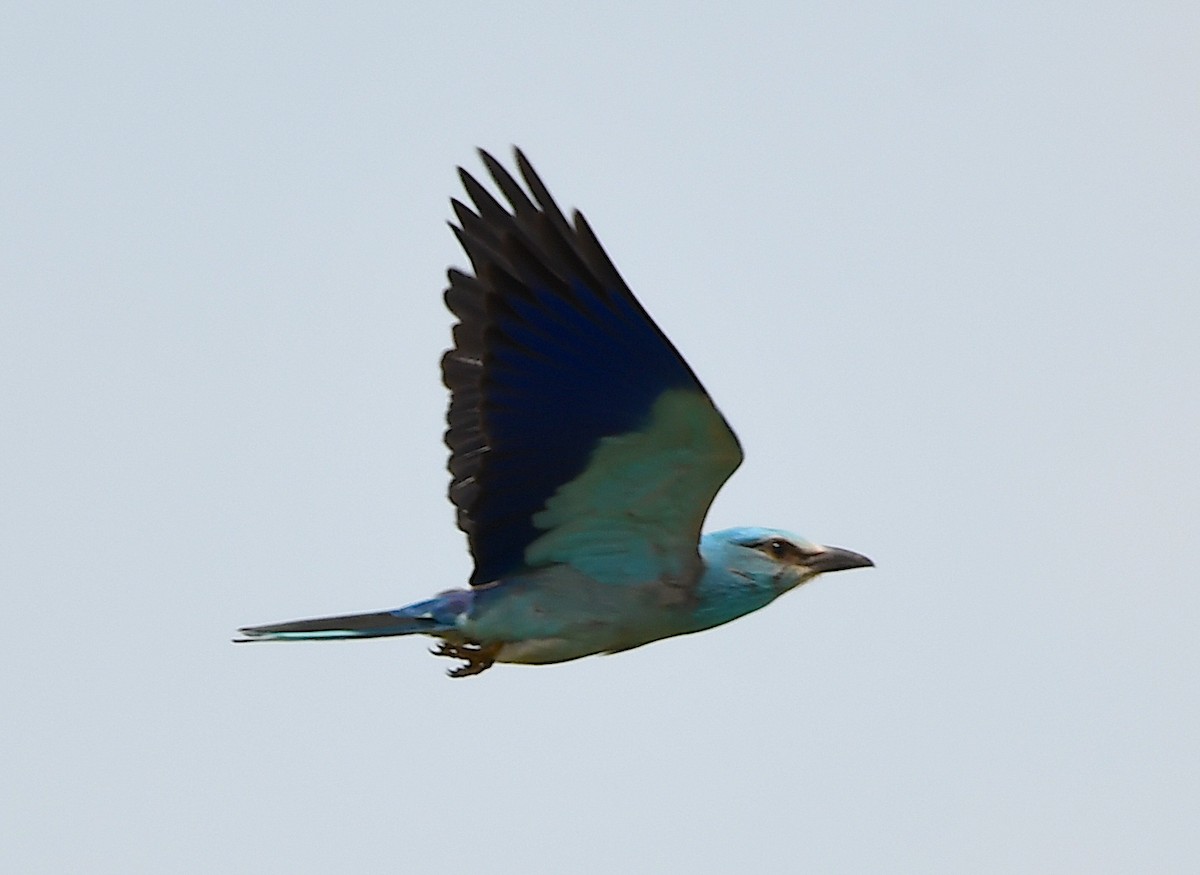 European Roller - Василий Калиниченко