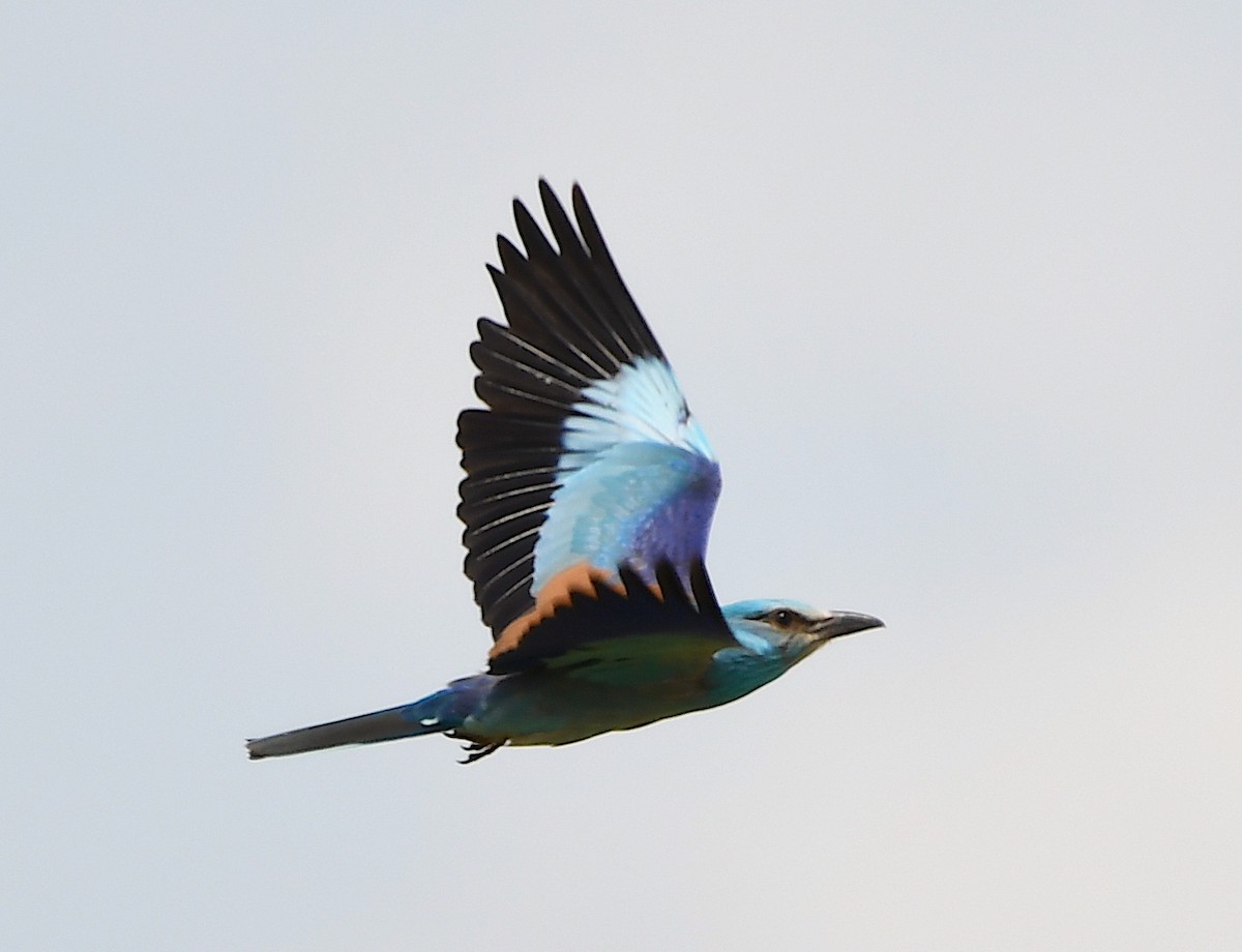 European Roller - Василий Калиниченко